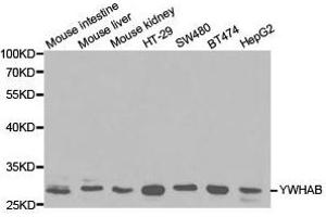 Western Blotting (WB) image for anti-14-3-3 alpha + beta (YWHAB) antibody (ABIN1875376) (YWHAB antibody)