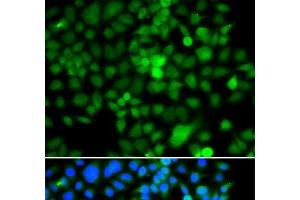 Immunofluorescence analysis of A549 cells using NAP1L3 Polyclonal Antibody (NAP1L3 antibody)