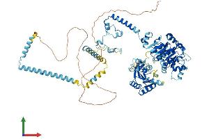 AlphaFold protein structure predicition of Human Recombinant DDX23 Protein, UniprotID Q9BUQ8 (DDX23 Protein (AA 1-820) (His tag))