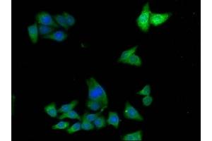 Immunofluorescence staining of HepG2 cells with ABIN7143652 at 1:133,counter-stained with DAPI. (ADH7 antibody  (AA 1-386))
