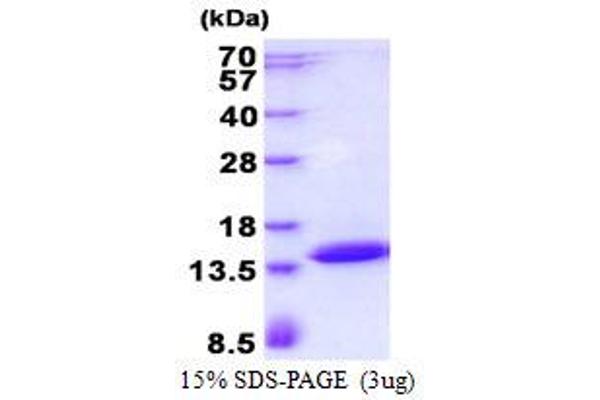 POLR2J3 Protein (His tag)