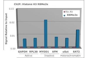 Chromatin Immunoprecipitation of Histone H3 [Sym-dimethyl Arg8] Antibody.