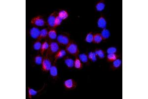 IF analysis of SHMT1 using anti-SHMT1 antibody (ABIN7599421).