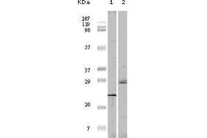 Western blot analysis using 4E-BP1 mouse mAb against truncated 4E-BP1 recombinant protein(1)and A431 cell lysate (2).