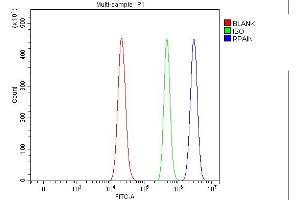 anti-RPA Interacting Protein (RPAIN) (AA 70-213) antibody