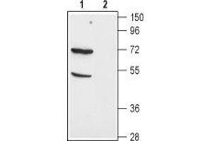 Western blot analysis of mouse kidney lysate: - 1. (SLC1A1 antibody  (C-Term, Intracellular))
