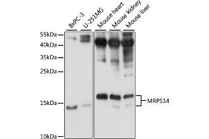 Western blot analysis of extracts of various cell lines, using MRPS14 antibody (ABIN7270013) at 1:1000 dilution. (RPS14 antibody  (AA 1-128))