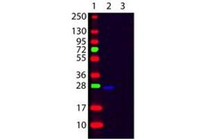 Image no. 1 for Goat anti-Human Ig (Chain kappa), (Light Chain) antibody (FITC) (ABIN300469) (Goat anti-Human Ig (Chain kappa), (Light Chain) Antibody (FITC))