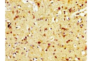 IHC image of ABIN7172324 diluted at 1:600 and staining in paraffin-embedded human brain tissue performed on a Leica BondTM system. (TAAR5 antibody  (AA 1-34))