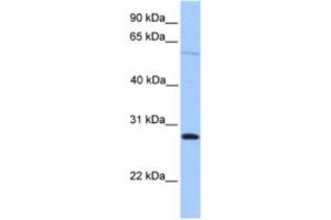 Western Blotting (WB) image for anti-Cerebellin 4 Precursor (CBLN4) antibody (ABIN2463524) (CBLN4 antibody)