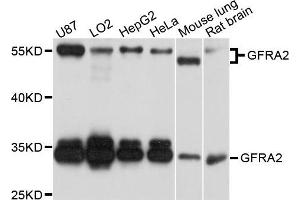 Western blot analysis of extract of various cells, using GFRA2 antibody.