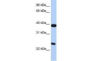 GPR15 antibody (70R-10504) used at 0.