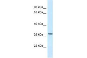 Image no. 1 for anti-Chromosome 18 Open Reading Frame 1 (C18orf1) (AA 176-225) antibody (ABIN6747751) (C18orf1 antibody  (AA 176-225))