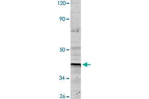 Western blot analysis of HeLa cell lysate with ND1 polyclonal antibody  at 1:500 dilution. (MT-ND1 antibody)