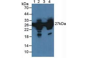 Figure. (HSP27 antibody  (AA 1-201))