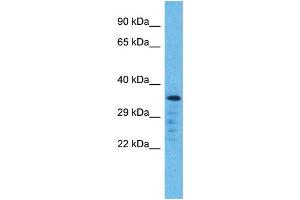 Western Blotting (WB) image for anti-Olfactory Receptor, Family 5, Subfamily L, Member 2 (OR5L2) (C-Term) antibody (ABIN2791762)