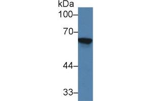 Western Blot; Sample: Rat Kidney lysate; Primary Ab: 2µg/ml Rabbit Anti-Mouse TREH Antibody Second Ab: 0. (TREH antibody  (AA 151-411))