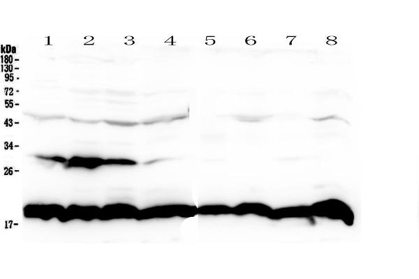 PPIB antibody  (AA 158-216)