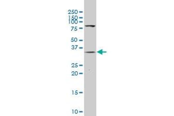SPG21 antibody  (AA 211-306)