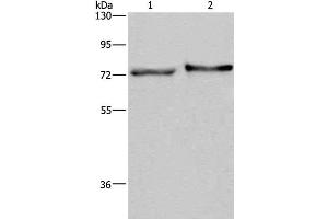 Western Blot analysis of Mouse skin tissue and HT-29 cell using TRIM29 Polyclonal Antibody at dilution of 1:450 (TRIM29 antibody)