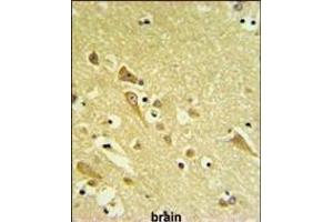 AF1 Antibody (N-term) (ABIN651253 and ABIN2840155) IHC analysis in formalin fixed and raffin embedded human brain tissue followed by peroxidase conjugation of the secondary antibody and DAB staining. (PAAF1 antibody  (N-Term))