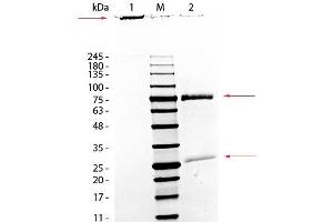 SDS-PAGE of Monkey IgM Whole Molecule.