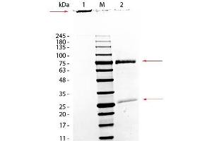 SDS-PAGE of Monkey IgM Whole Molecule. (Monkey IgM Isotype Control)