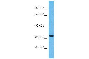 Western Blotting (WB) image for anti-Olfactory Receptor, Family 6, Subfamily N, Member 2 (OR6N2) (C-Term) antibody (ABIN2791768) (OR6N2 antibody  (C-Term))