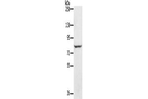 Western Blotting (WB) image for anti-Ring Finger Protein 43 (RNF43) antibody (ABIN2433704) (RNF43 antibody)