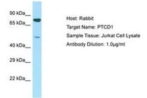 Image no. 1 for anti-Pentatricopeptide Repeat Domain 1 (PTCD1) (AA 51-100) antibody (ABIN6750226) (PTCD1 antibody  (AA 51-100))