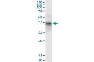 Immunoprecipitation of ASPA transfected lysate using anti-ASPA MaxPab rabbit polyclonal antibody and Protein A Magnetic Bead , and immunoblotted with ASPA purified MaxPab mouse polyclonal antibody (B01P) . (ASPA antibody  (AA 1-313))