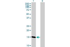 Western Blot analysis of COX4I1 expression in transfected 293T cell line by COX4I1 MaxPab polyclonal antibody. (COX IV antibody  (AA 1-169))