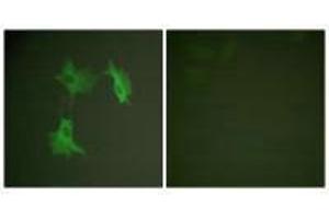 Immunofluorescence analysis of NIH/3T3 cells, using Tubulin α antibody. (TUBA1A antibody  (C-Term))