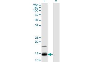 Western Blot analysis of IFITM2 expression in transfected 293T cell line by IFITM2 monoclonal antibody (M14), clone 1F2. (IFITM2 antibody  (AA 1-59))