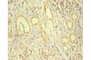 Immunohistochemistry of paraffin-embedded human kidney tissue using ABIN7151703 at dilution of 1:100 (HSP9B1 (AA 27-799) antibody)