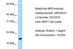 Western Blotting (WB) image for anti-Neuropeptide S (NPS) (N-Term) antibody (ABIN2789337) (NPS antibody  (N-Term))