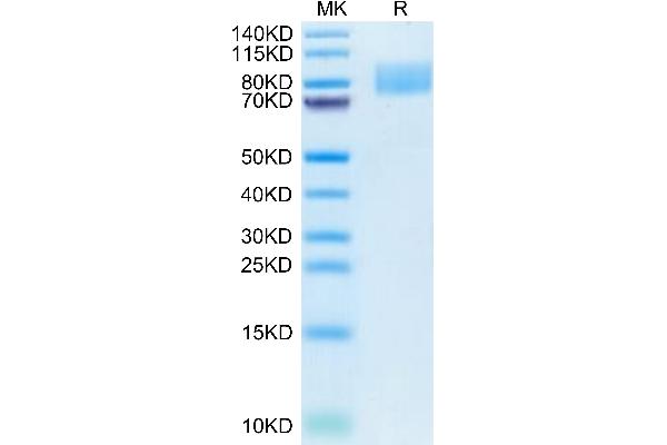 ICAM1 Protein (AA 28-480) (His tag)