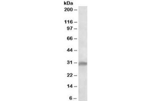 Western blot testing of Jurkat lysate with IL33 antibody at 1ug/ml. (IL-33 antibody)