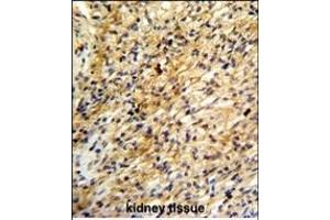 Formalin-fixed and paraffin-embedded human kidney reacted with BARON Antibody (Center), which was peroxidase-conjugated to the secondary antibody, followed by DAB staining. (Rubicon antibody  (AA 656-684))