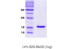 SDS-PAGE (SDS) image for Synuclein, alpha (SNCA) protein (ABIN666672)