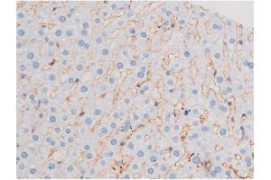 ABIN6267484 at 1/200 staining Rat liver tissue sections by IHC-P. (IRS1 antibody  (pSer312))