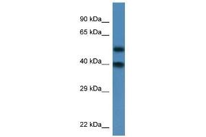 Western Blot showing Nup37 antibody used at a concentration of 1. (NUP37 antibody  (N-Term))