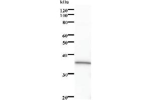 Western Blotting (WB) image for anti-Cyclin M3 (CNNM3) antibody (ABIN931242) (Cyclin M3 antibody)