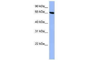 SHC3 antibody used at 1 ug/ml to detect target protein. (SHC3 antibody)