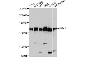 Western blot analysis of extracts of various cell lines, using KIF4A antibody (ABIN6003878) at 1:7000 dilution.