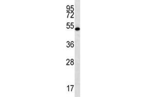 RNF8 antibody western blot analysis in mouse spleen tissue lysate. (RNF8 antibody  (AA 335-364))