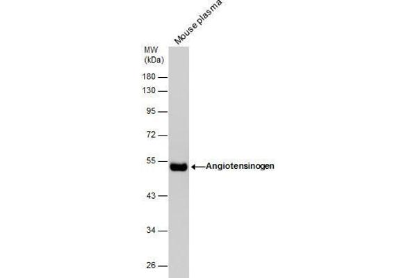 AGT antibody