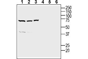 anti-Neuropeptides B/W Receptor 1 (NPBWR1) (AA 145-158), (Intracellular) antibody