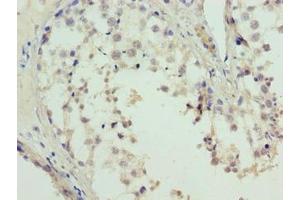Immunohistochemistry of paraffin-embedded human testis tissue using ABIN7158010 at dilution of 1:100