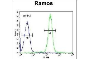 TTC9C Antibody (N-term) (ABIN655122 and ABIN2844752) flow cytometric analysis of Ramos cells (right histogram) compared to a negative control cell (left histogram). (TTC9C antibody  (N-Term))